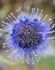 Jasione montana var. montana