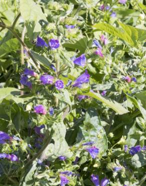 Fotografia 7 da espécie Echium vulgare subesp. vulgare no Jardim Botânico UTAD