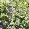 Fotografia 7 da espécie Echium vulgare subesp. vulgare do Jardim Botânico UTAD