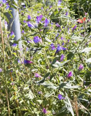 Fotografia 8 da espécie Echium vulgare subesp. vulgare no Jardim Botânico UTAD