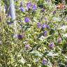 Fotografia 8 da espécie Echium vulgare subesp. vulgare do Jardim Botânico UTAD