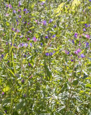 Fotografia 9 da espécie Echium vulgare subesp. vulgare no Jardim Botânico UTAD