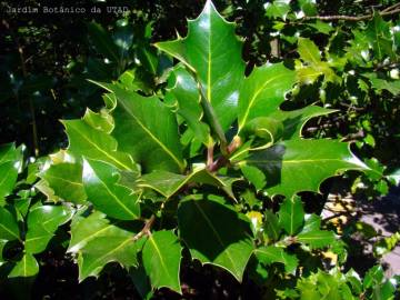 Fotografia da espécie Ilex aquifolium