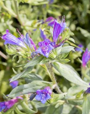 Fotografia 10 da espécie Echium vulgare subesp. vulgare no Jardim Botânico UTAD