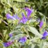 Fotografia 10 da espécie Echium vulgare subesp. vulgare do Jardim Botânico UTAD