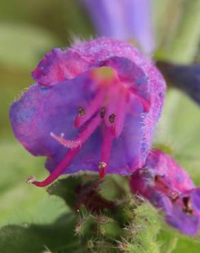 Fotografia 13 da espécie Echium vulgare subesp. vulgare no Jardim Botânico UTAD