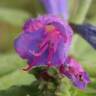 Fotografia 13 da espécie Echium vulgare subesp. vulgare do Jardim Botânico UTAD