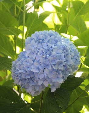 Fotografia 11 da espécie Hydrangea macrophylla no Jardim Botânico UTAD