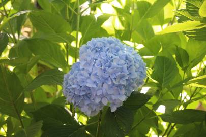 Fotografia da espécie Hydrangea macrophylla