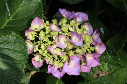 Fotografia da espécie Hydrangea macrophylla