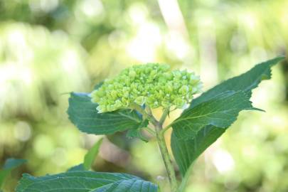 Fotografia da espécie Hydrangea macrophylla