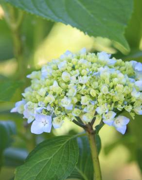 Fotografia 14 da espécie Hydrangea macrophylla no Jardim Botânico UTAD