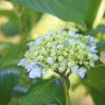 Fotografia 14 da espécie Hydrangea macrophylla do Jardim Botânico UTAD