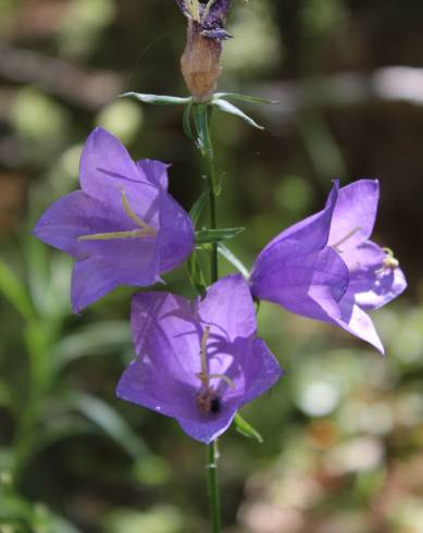 Fotografia de capa Campanula persicifolia - do Jardim Botânico