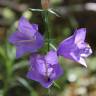 Fotografia 1 da espécie Campanula persicifolia do Jardim Botânico UTAD