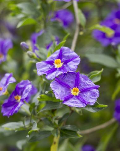 Fotografia de capa Lycianthes rantonnetii - do Jardim Botânico