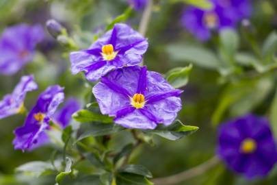 Fotografia da espécie Lycianthes rantonnetii