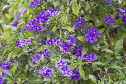 Fotografia da espécie Lycianthes rantonnetii