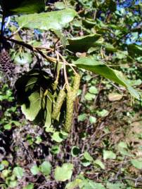 Fotografia da espécie Alnus glutinosa