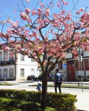 Fotografia da espécie Prunus serrulata