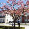 Fotografia 1 da espécie Prunus serrulata do Jardim Botânico UTAD