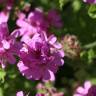 Fotografia 3 da espécie Pelargonium graveolens do Jardim Botânico UTAD