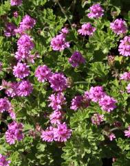 Pelargonium graveolens