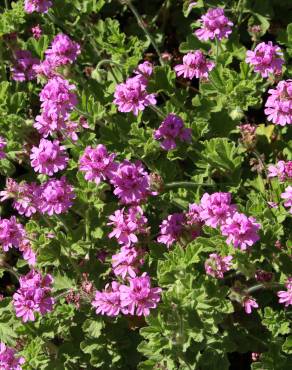 Fotografia 1 da espécie Pelargonium graveolens no Jardim Botânico UTAD