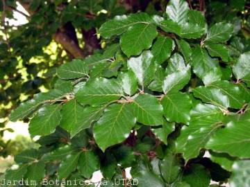 Fotografia da espécie Fagus sylvatica