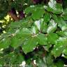 Fotografia 3 da espécie Fagus sylvatica do Jardim Botânico UTAD