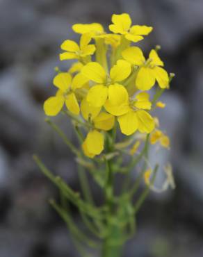 Fotografia 1 da espécie Erysimum ruscinonense no Jardim Botânico UTAD