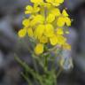 Fotografia 1 da espécie Erysimum ruscinonense do Jardim Botânico UTAD