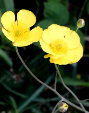 Fotografia 1 da espécie Ranunculus flammula no Jardim Botânico UTAD