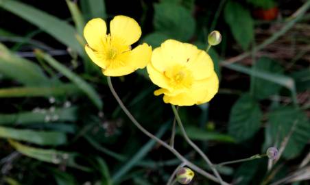 Fotografia da espécie Ranunculus flammula