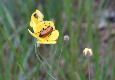 Fotografia da espécie Ranunculus flammula