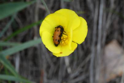 Fotografia da espécie Ranunculus flammula