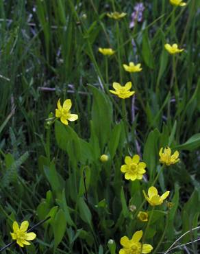 Fotografia 4 da espécie Ranunculus flammula no Jardim Botânico UTAD