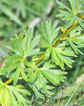 Fotografia 3 da espécie Aconitum napellus subesp. lusitanicum no Jardim Botânico UTAD