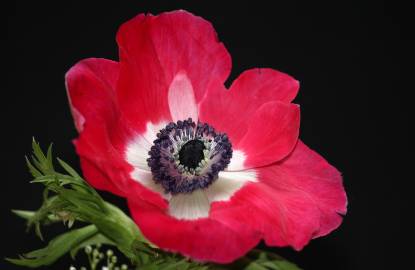 Fotografia da espécie Anemone coronaria