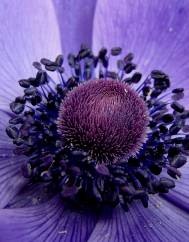 Anemone coronaria