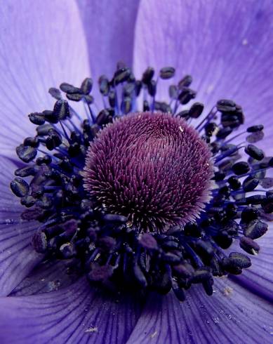 Fotografia de capa Anemone coronaria - do Jardim Botânico