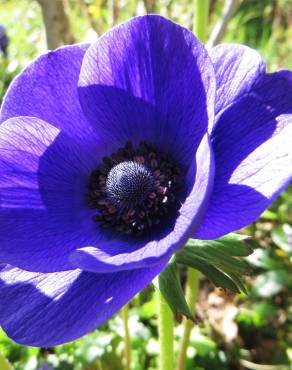 Fotografia 3 da espécie Anemone coronaria no Jardim Botânico UTAD