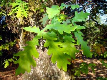 Fotografia da espécie Quercus robur