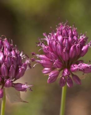 Fotografia 3 da espécie Allium sphaerocephalon no Jardim Botânico UTAD