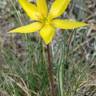 Fotografia 5 da espécie Tulipa sylvestris subesp. australis do Jardim Botânico UTAD