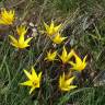 Fotografia 6 da espécie Tulipa sylvestris subesp. australis do Jardim Botânico UTAD