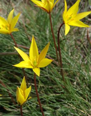 Fotografia 7 da espécie Tulipa sylvestris subesp. australis no Jardim Botânico UTAD