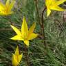 Fotografia 7 da espécie Tulipa sylvestris subesp. australis do Jardim Botânico UTAD