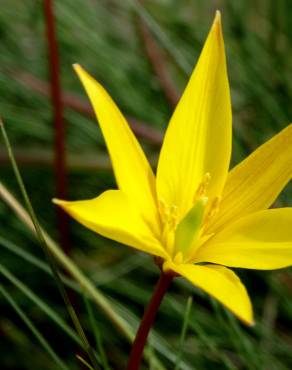 Fotografia 8 da espécie Tulipa sylvestris subesp. australis no Jardim Botânico UTAD