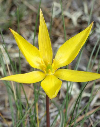 Fotografia de capa Tulipa sylvestris subesp. australis - do Jardim Botânico